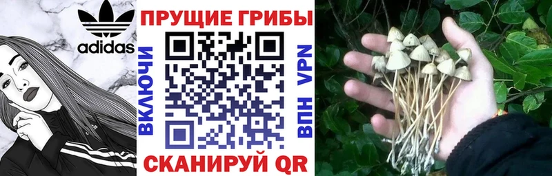Псилоцибиновые грибы Cubensis  Купить  Кольчугино 